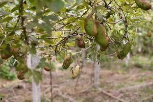 吃瓜吐籽八月瓜,吃瓜吐籽，品味夏日清凉