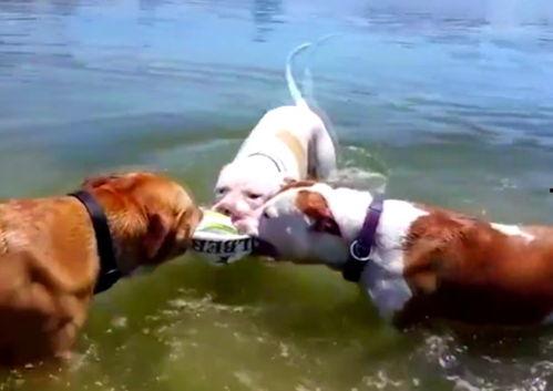 公鹿吃瓜,揭秘森林中的趣味一幕