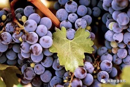 酥瓜和葡萄能一起吃吗,探究两者同食的兼容性