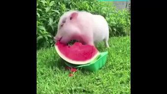 吃瓜猪特效,揭秘网红美食背后的神奇魔力