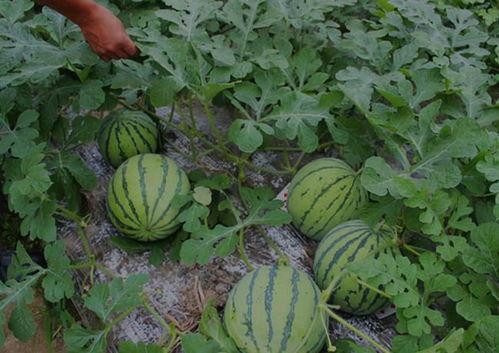 河南龙公子吃瓜