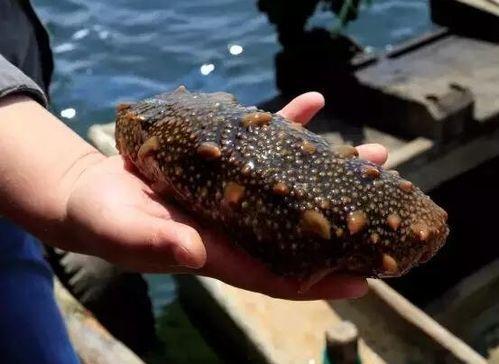 吃瓜姐贝爷吃海参,吃瓜姐揭秘海参美食之旅