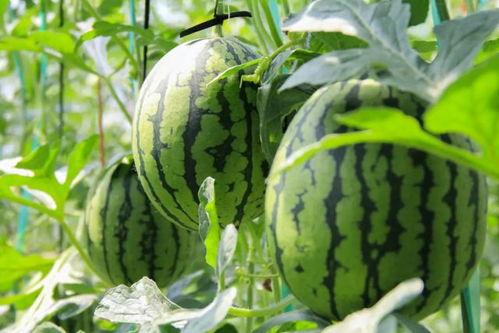 街采吃瓜,揭秘吃瓜群众的趣味生活