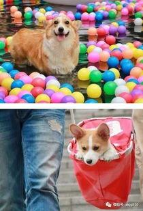 狗狗站在屋顶吃瓜,狗狗的独特美食时光