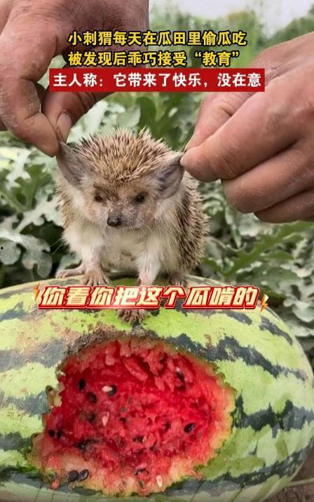 动物 吃瓜,揭秘它们的独特饮食习惯