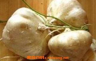 怀孕可以吃生土瓜吗,生土瓜在怀孕期间的适宜性探讨